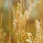 GOT タペストリーコレクション938 ななお